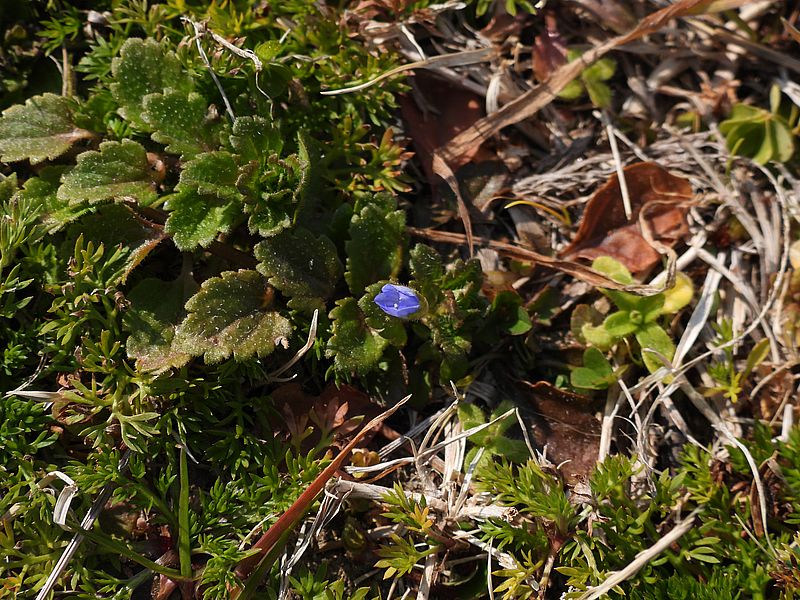 オオイヌノフグリ