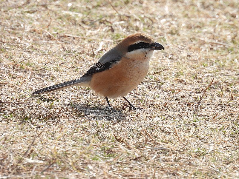 ラブリーソルジャーモズちゃん