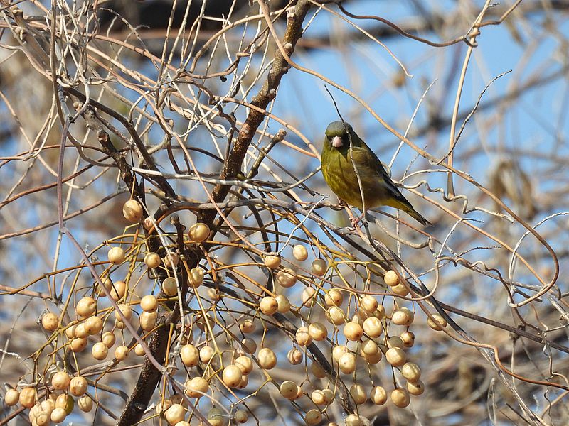 カワラヒワさん