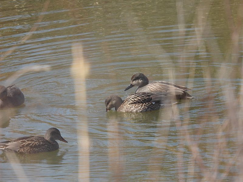 オカヨシさんご夫妻