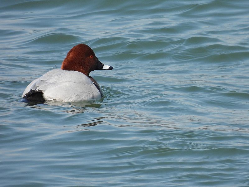 ホシハジロちゃん