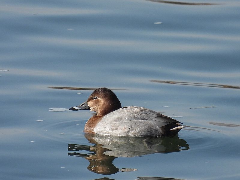 ホシハジロ子ちゃん