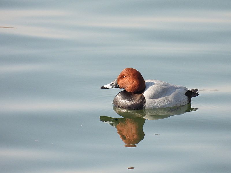 ホシハジロちゃん