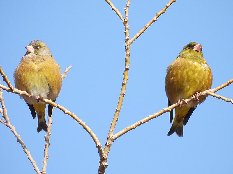 カワラヒワさん