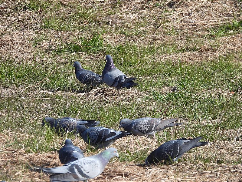 迫るくるっぽー