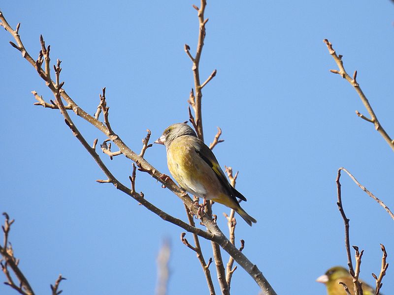 カワラヒワさん