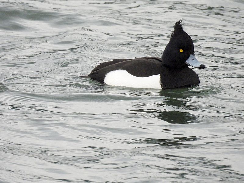 パンクキンクロさん