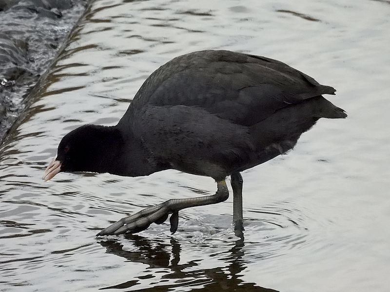 オオバンちゃん