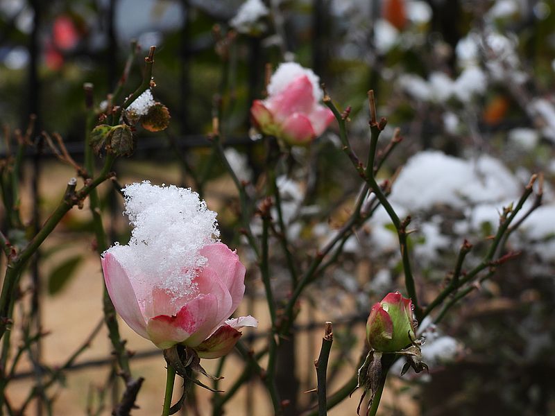 バラにも雪が積もった