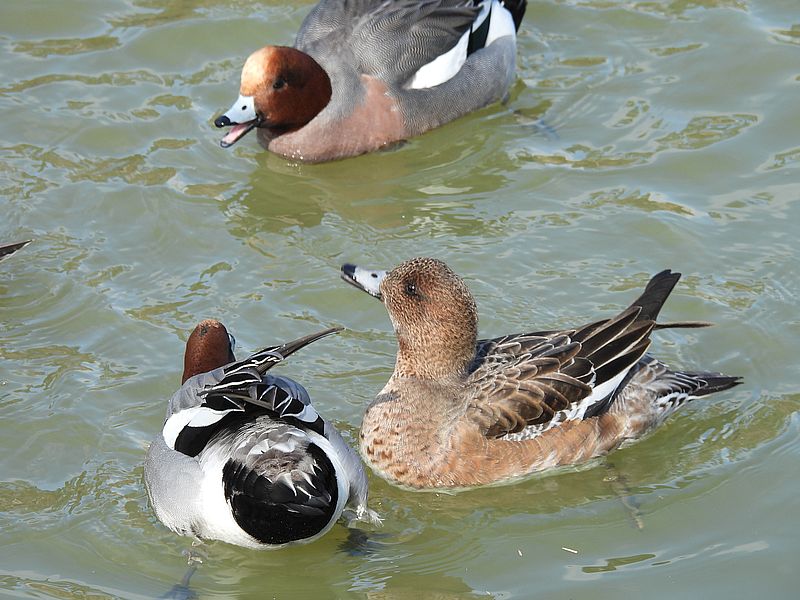 ぴゆちゃんご夫妻