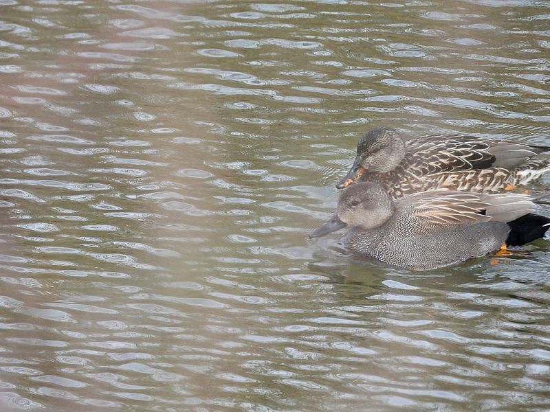 オカヨシさんご夫妻