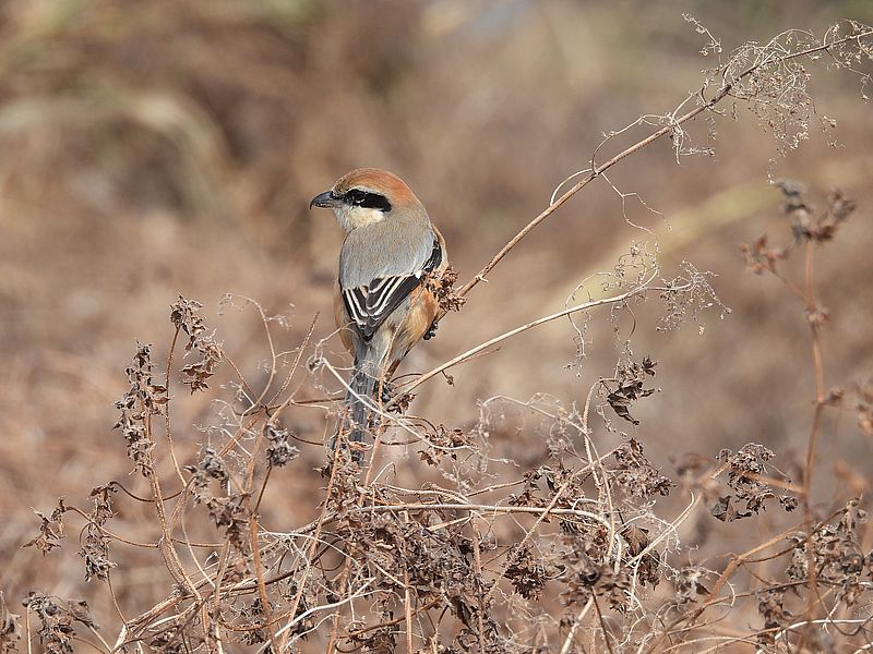 ラブリーソルジャーモズちゃん