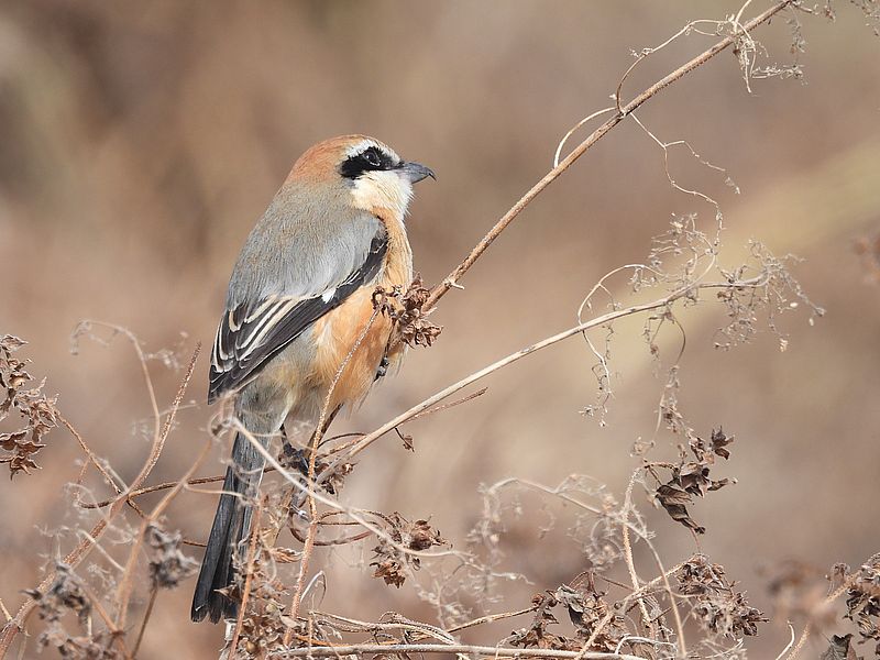 ラブリーソルジャーモズちゃん