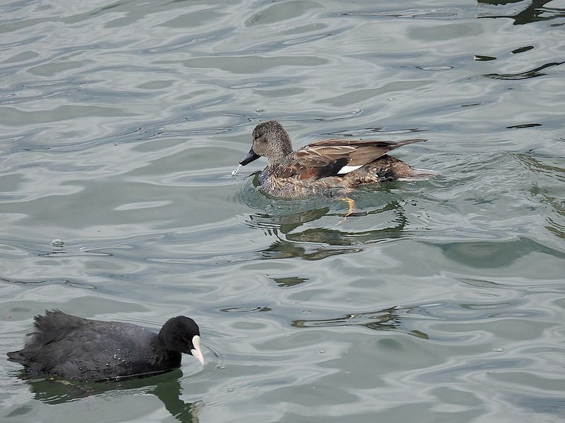 オオバンちゃんとオカヨシさん