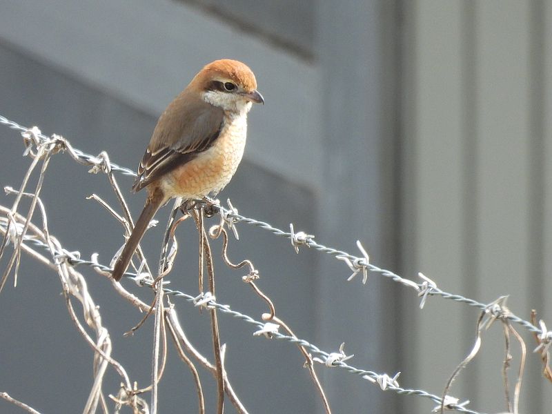 ラブリーソルジャーモズちゃん