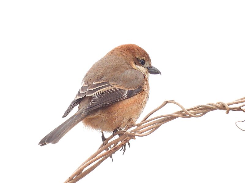 ラブリーソルジャーモズちゃん