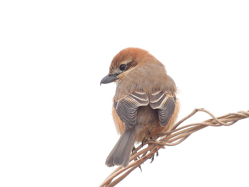 ラブリーソルジャーモズちゃん