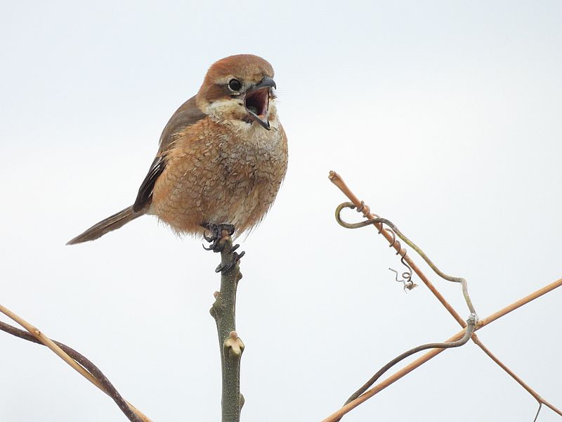 ラブリーソルジャーモズちゃん