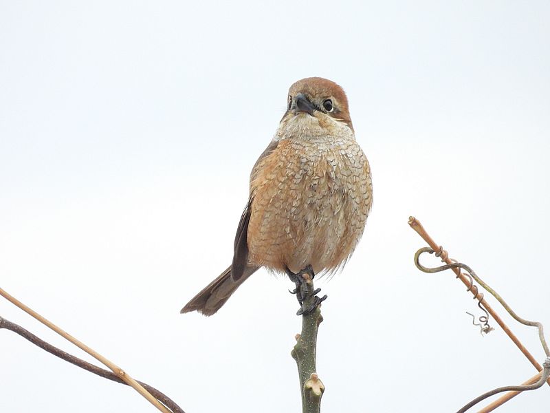 ラブリーソルジャーモズちゃん
