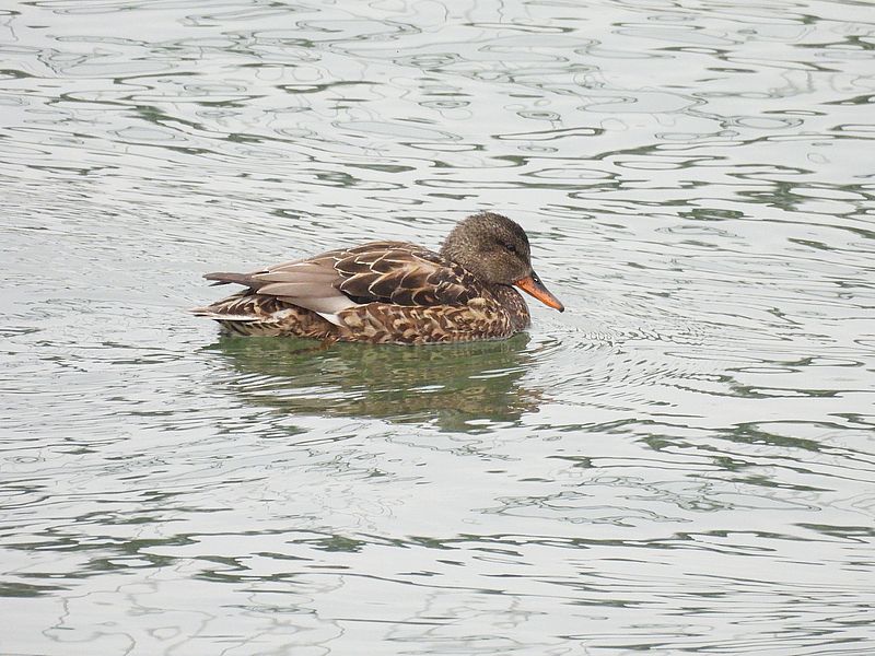 オカヨシ子ちゃん