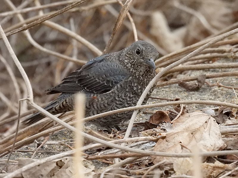 イソヒヨ子ちゃん