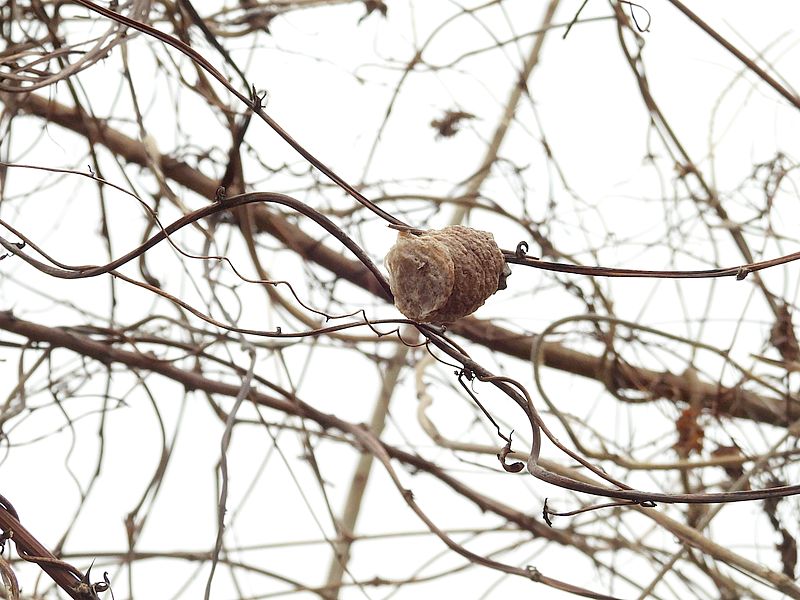 オオカマキリの卵