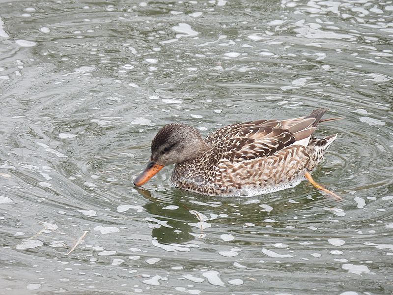 オカヨシ子ちゃん