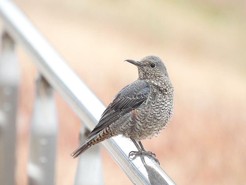 イソヒヨ子ちゃん