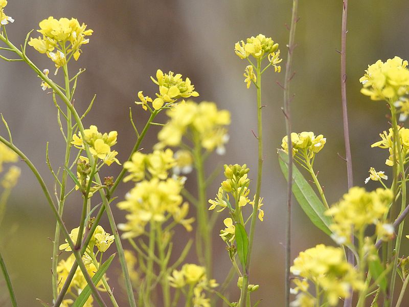 セイヨウカラシナ