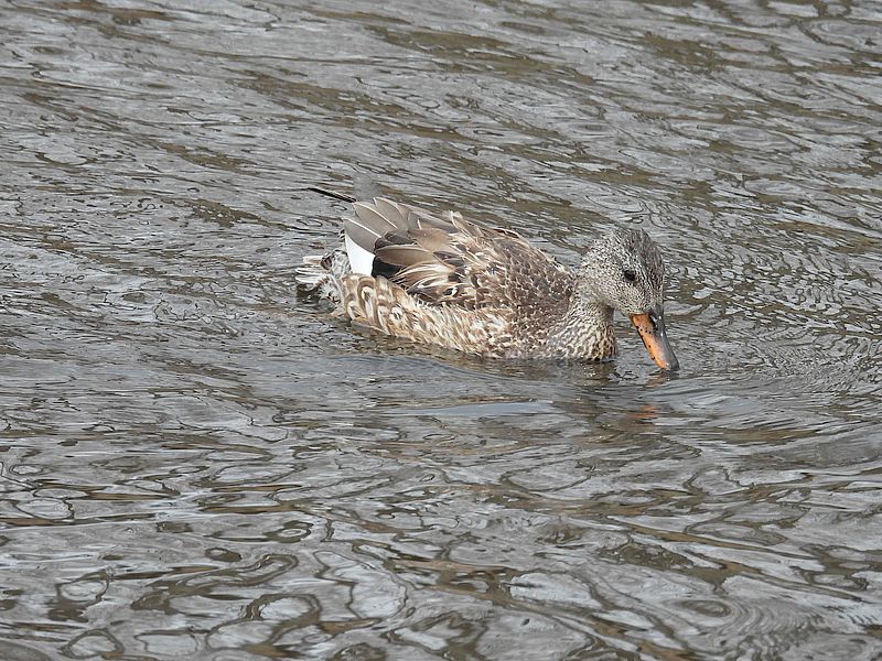 オカヨシ子ちゃん