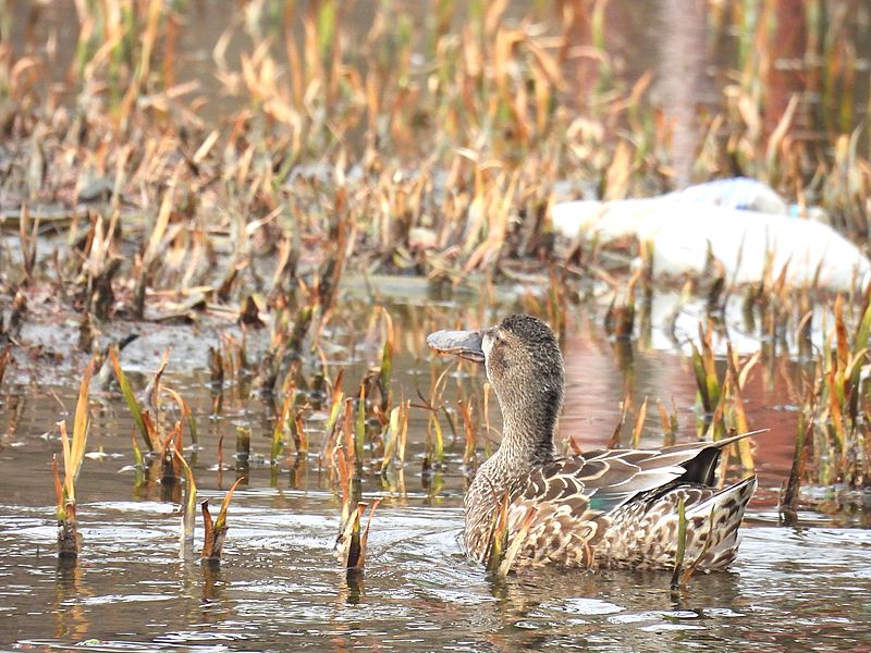 ハシビロ子ちゃん