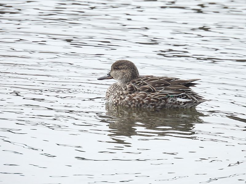 コガモ子ちゃん