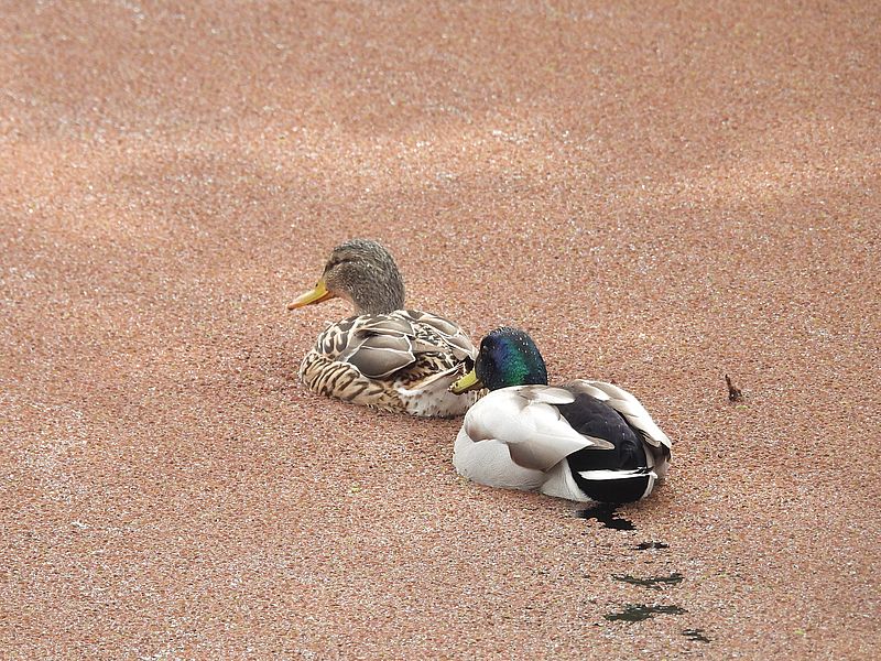 マガモ氏ご夫妻