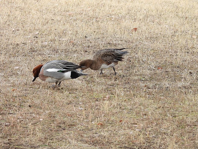 ドリーさんに彼氏が???