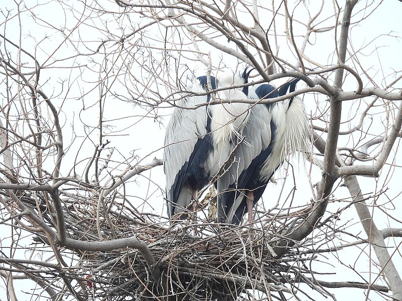 アオサギ先生ご夫妻