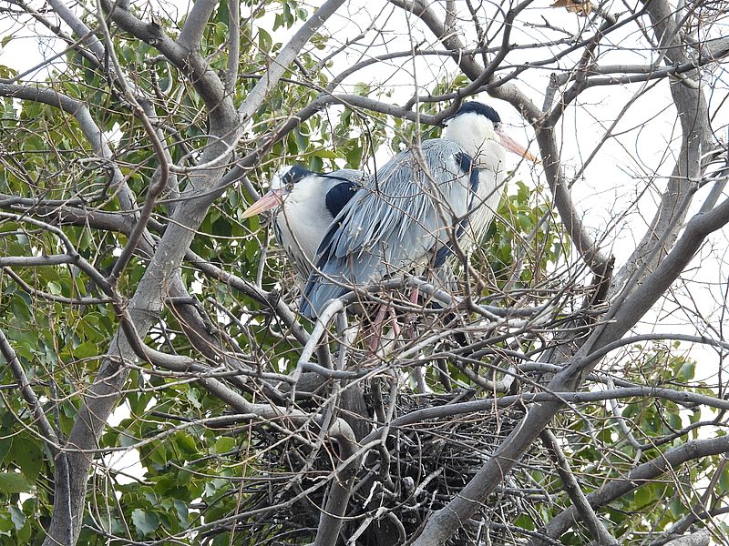 アオサギ先生ご夫妻