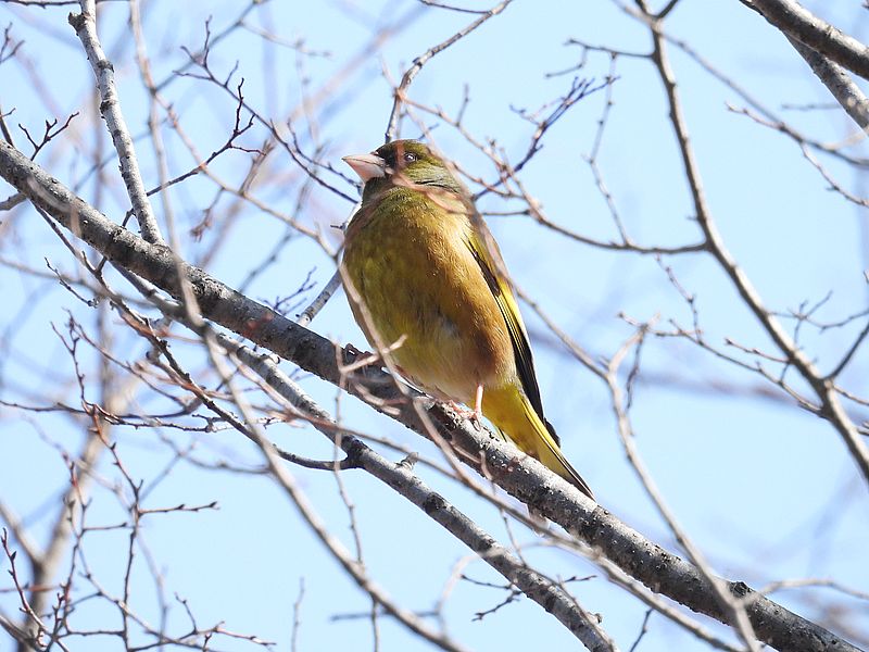 カワラヒワさん