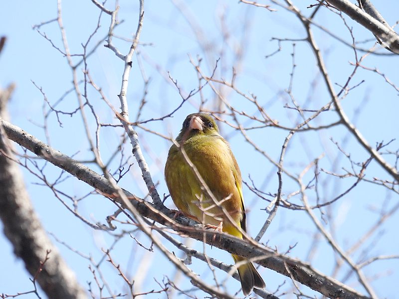 カワラヒワさん