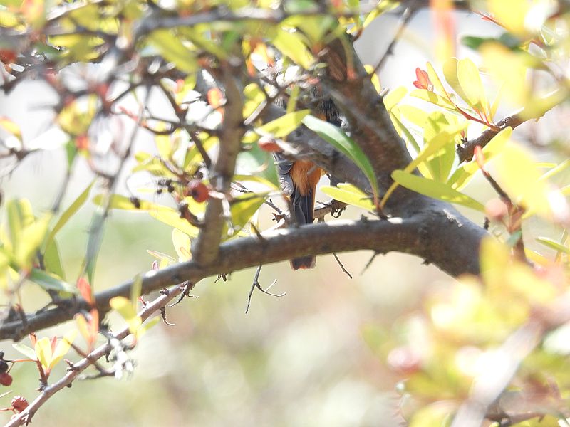 ジョビオの尾羽