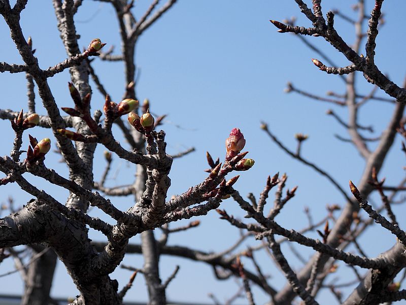 桜のつぼみ