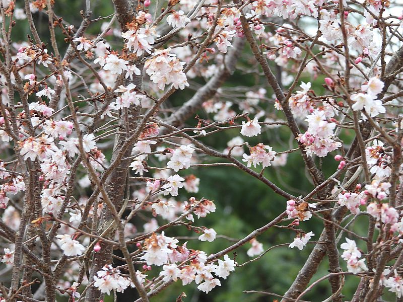 十月桜だったかなあ