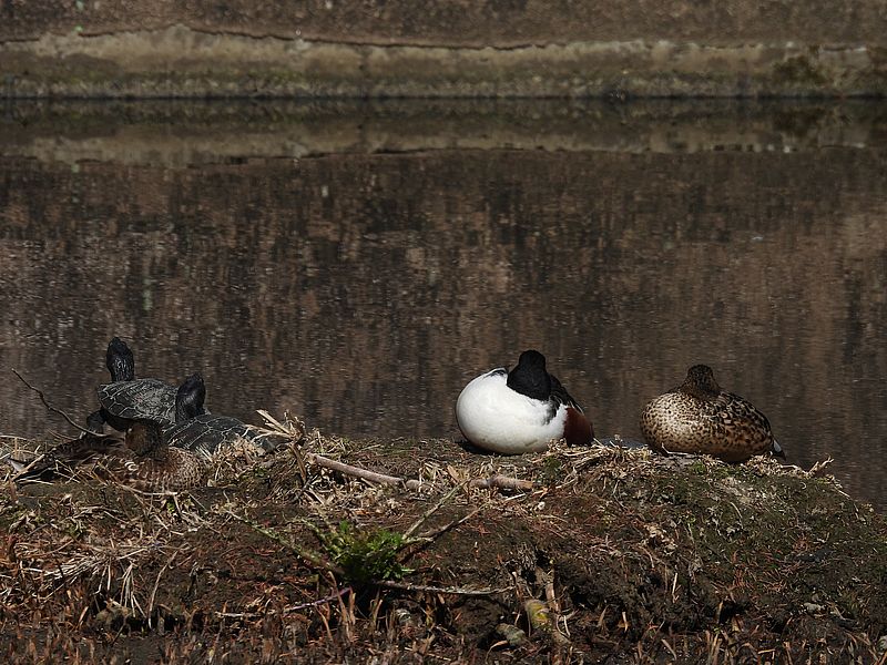 アカミミガメちゃんとハシビロさんご夫妻