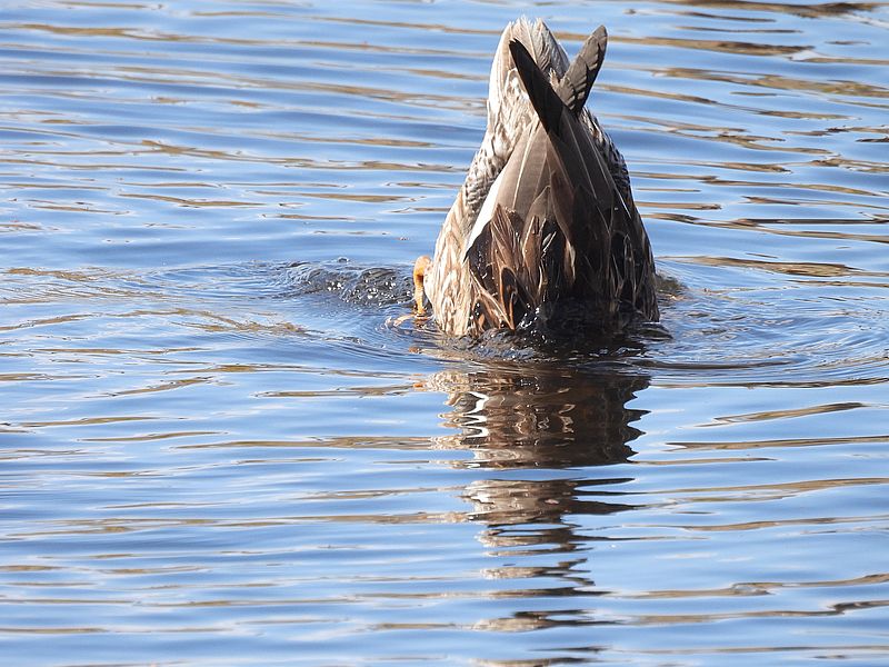 オカヨシ子ちゃん
