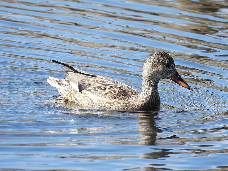 オカヨシ子ちゃん