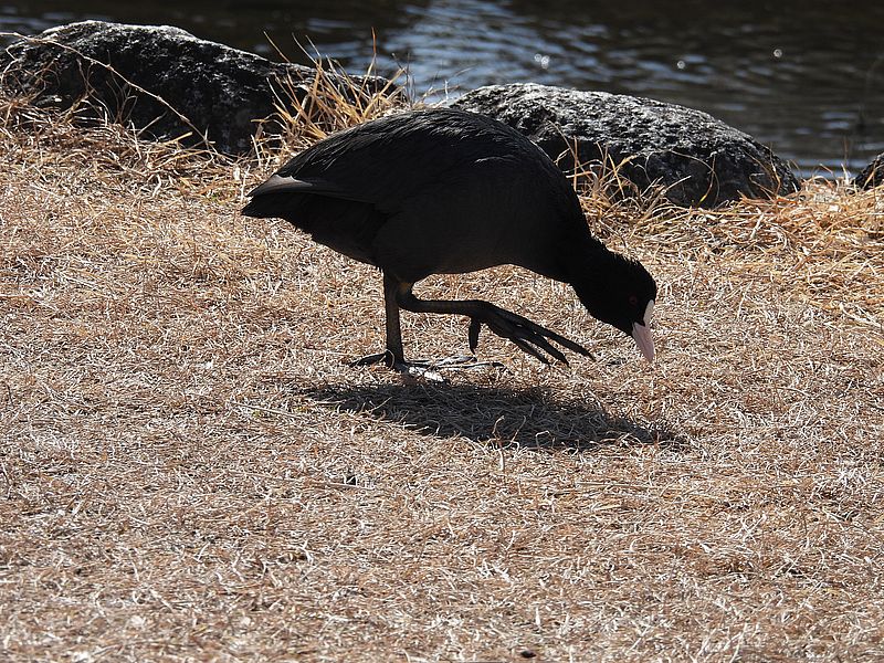 オオバンちゃん
