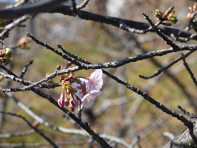 河津桜かなぁ？