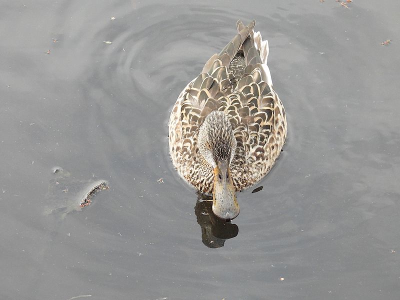 ハシビロ子ちゃん
