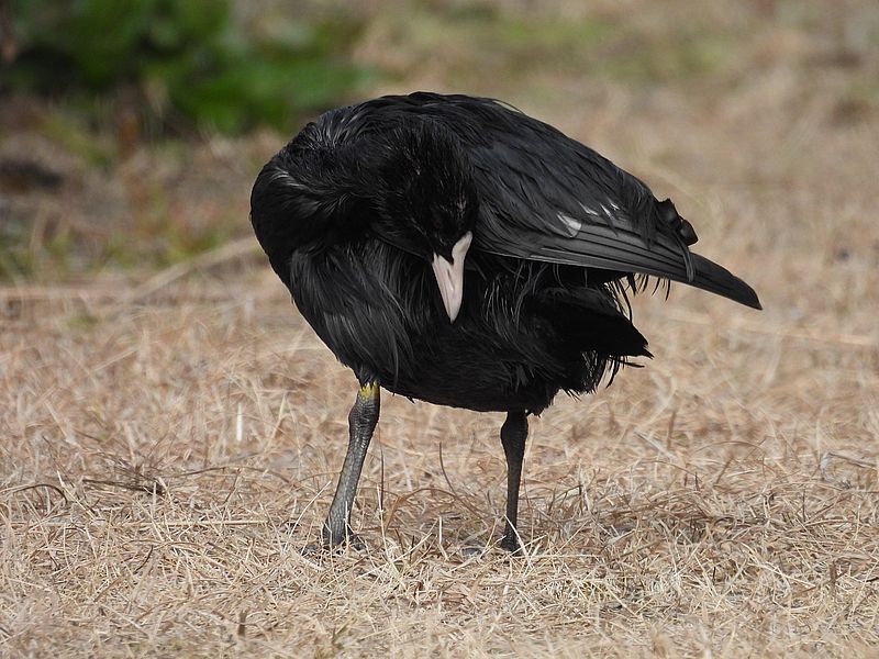 オオバンちゃん