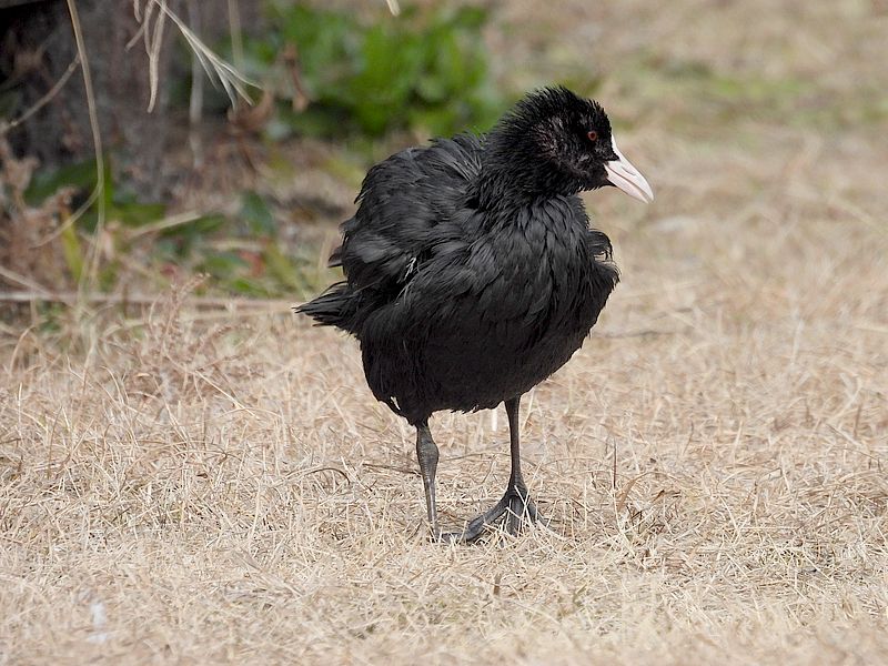 オオバンちゃん