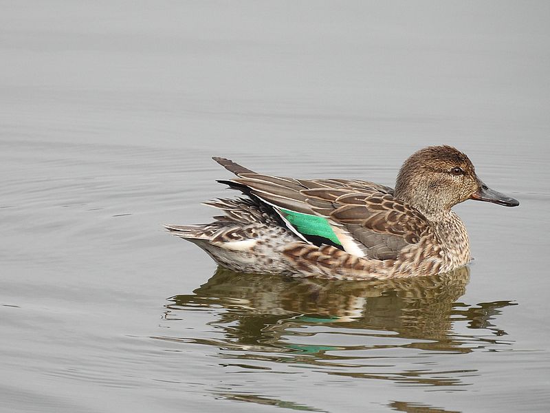 コガモ子ちゃん